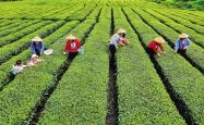 湖北宜昌种植茶叶地区在哪里