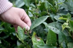 茶叶种类及十大名茶图片