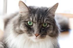 猫的百科全书，揭秘喵星人的神秘世界