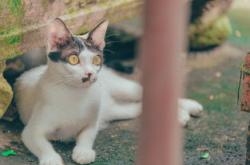 猫的百科，探索猫咪的神秘世界，从图片中了解它们的生活