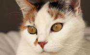猫咪百科，深入了解这些毛茸茸的伙伴
