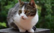 猫界百科全书，揭秘猫咪世界的多彩图片集