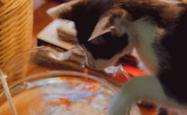 猫的百科知识大全，揭秘喵星人的世界