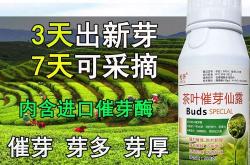 茶叶催芽素的使用方法