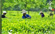 茶叶生长季节哪个好