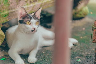猫的百科，探索猫咪的神秘世界，从图片中了解它们的生活