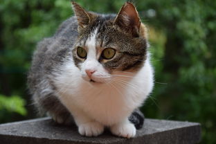 猫界百科全书，揭秘猫咪世界的多彩图片集