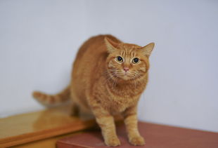 猫的百科知识，深入了解这些毛茸茸的朋友